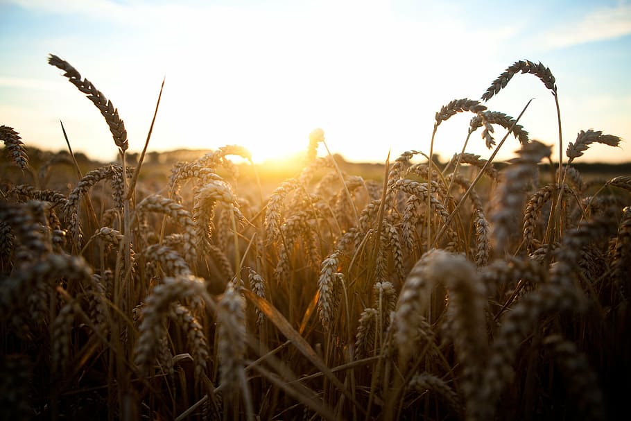クローズアップ写真, 穀物, 茶色, 植物, 昼間, 小麦, 草, 日没, 日の出, 太陽の光
