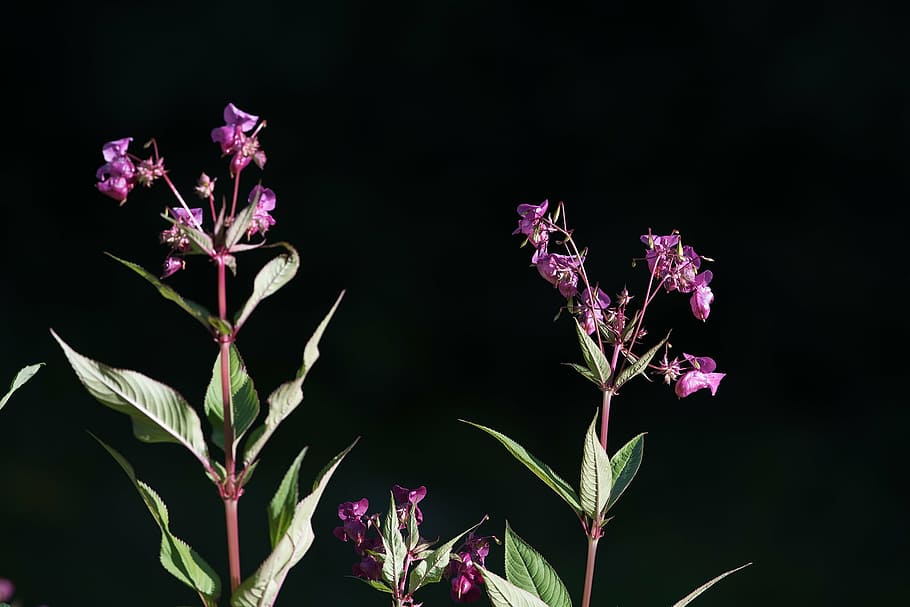 purple, flowers, black, background, balsam, balsaminengewaechs, himalayan balsam, impatiens glandulifera, indian springkraut, red spring herb