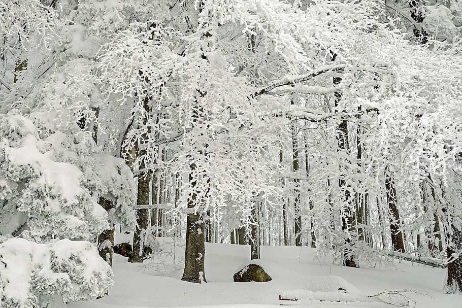木, 覆われた, 雪, 森, 冬の森, 冬, 寒さ, 神秘的, 熟した, 冷凍
