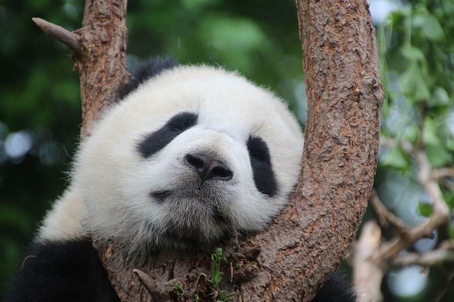 shallow, focus photography, panda, panda bear, sleep, rest, relax, china, mammal, bamboo