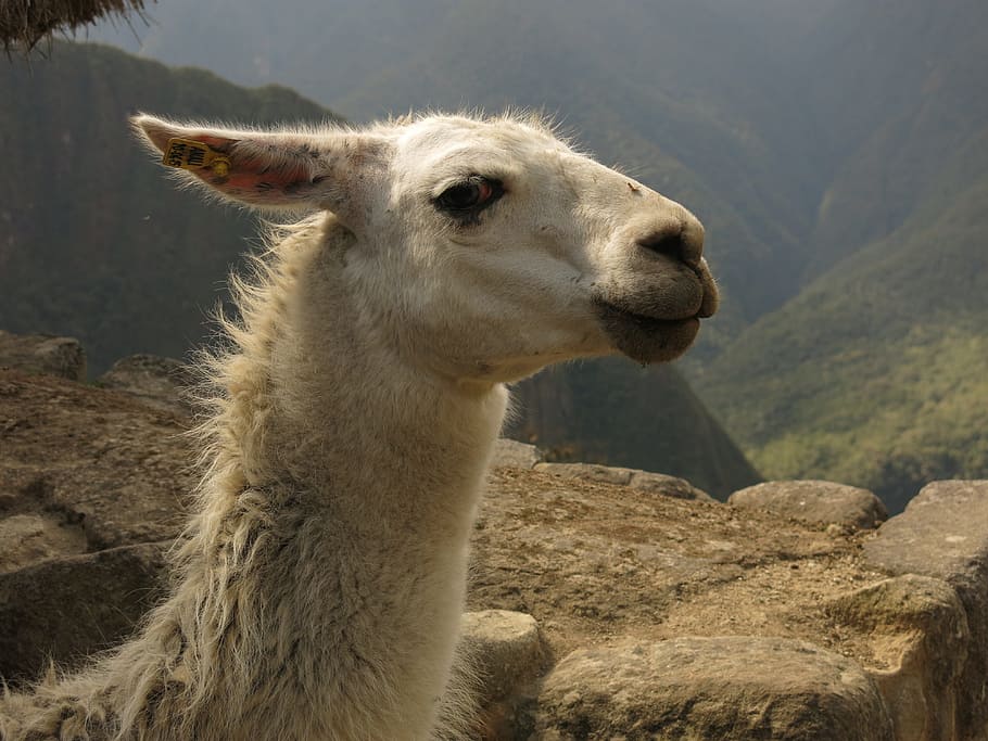 alpaca, lama, camel, machu picchu, peru, animal themes, animal, one animal, mammal, livestock
