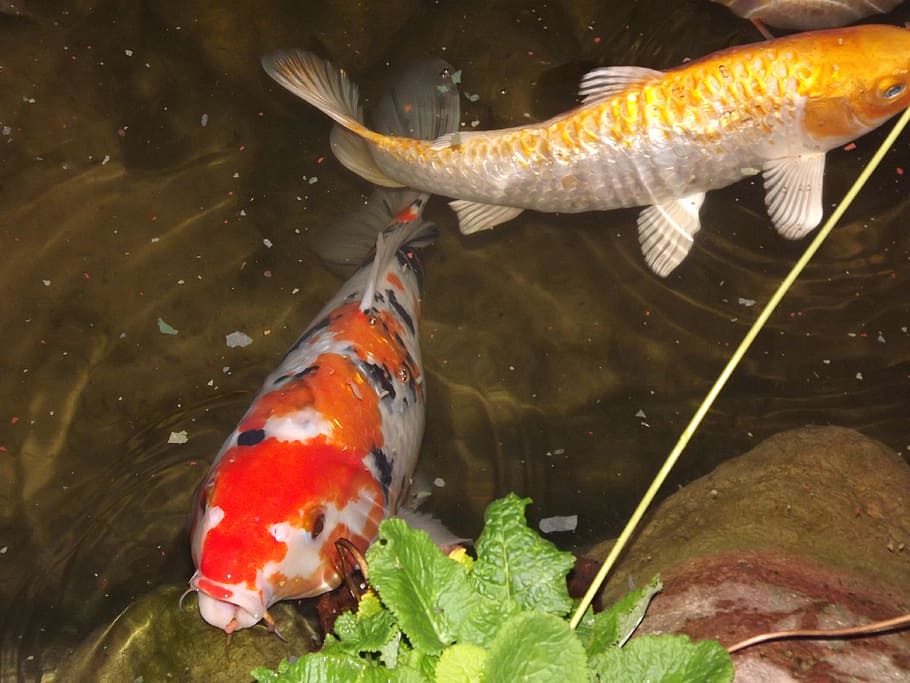 pez koi, cuerpo, agua, koi, carpa, cyprinus carpio, estanque de jardín, pescado, japonés, animal