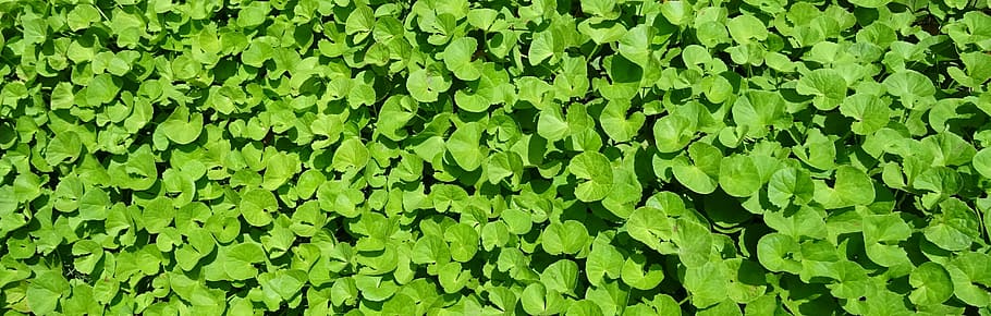 green water lettuce, plant, herb, medicinal, indian pennywort, coinwort, indian water navelwort, pennyweed, spadeleaf, ayurveda
