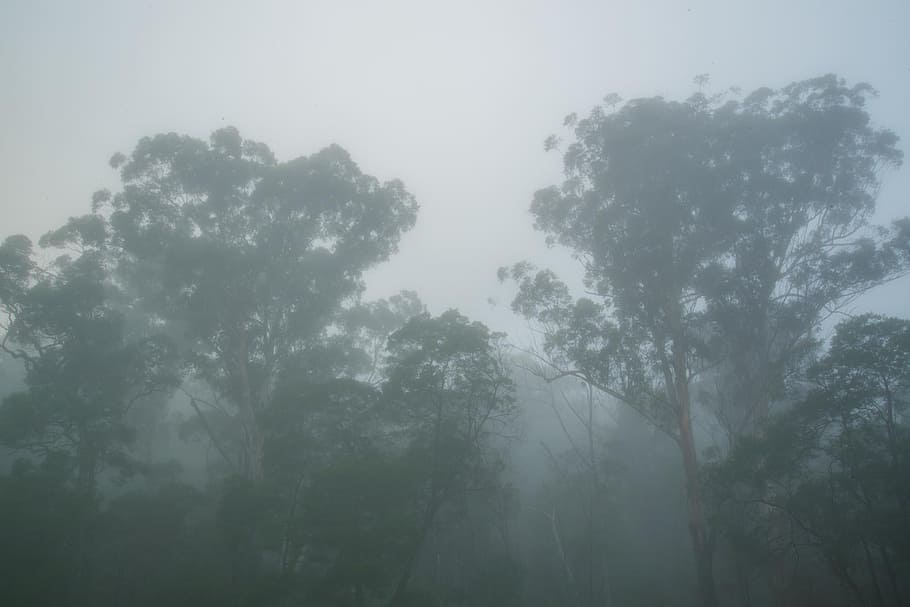 forest, fog, daytime, mist, gum trees, sydney, australia, tree, organic, agriculture