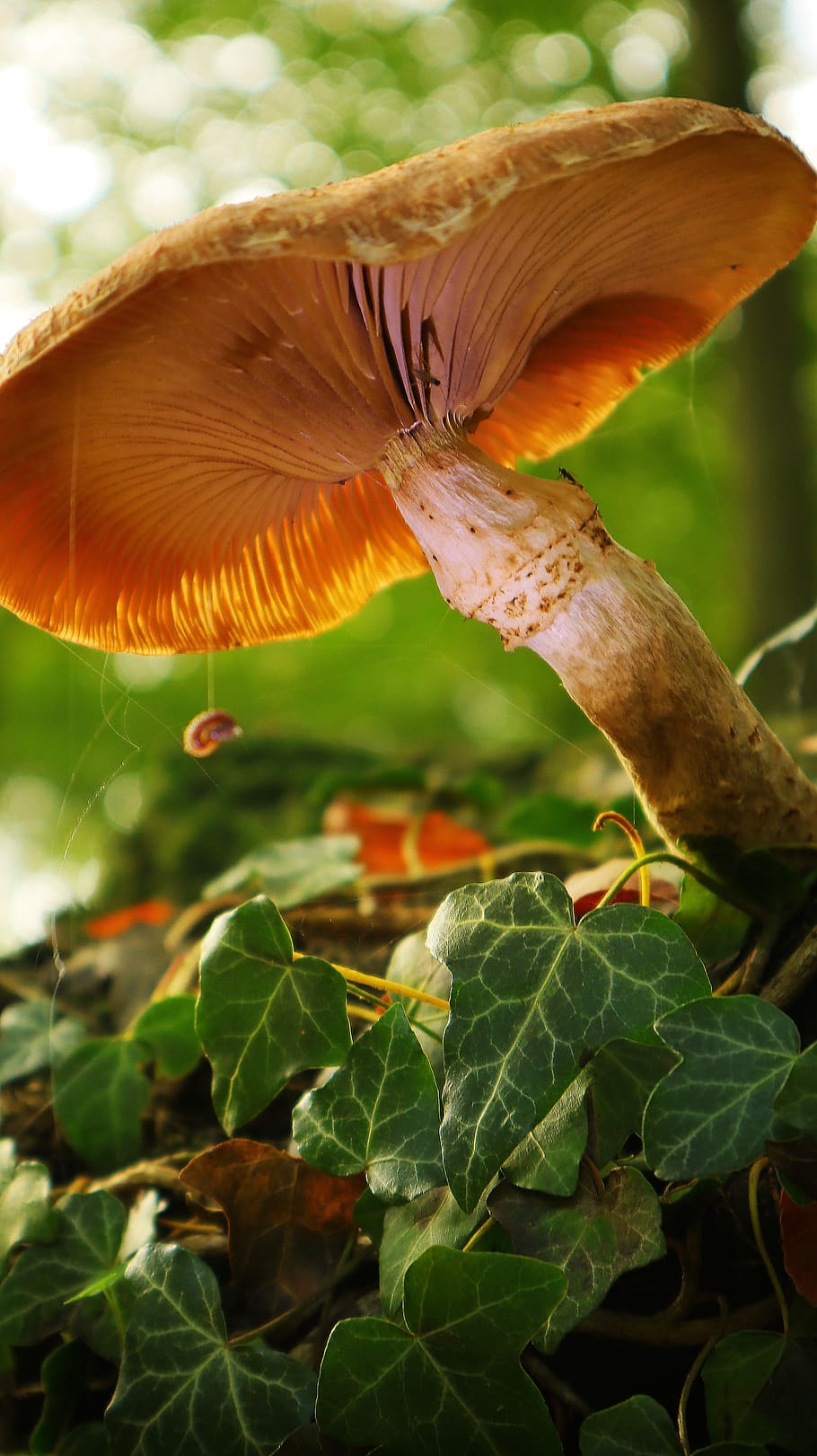 mushroom, forest, nature, autumn, macro, close up, forest floor, leaf, plant part, plant