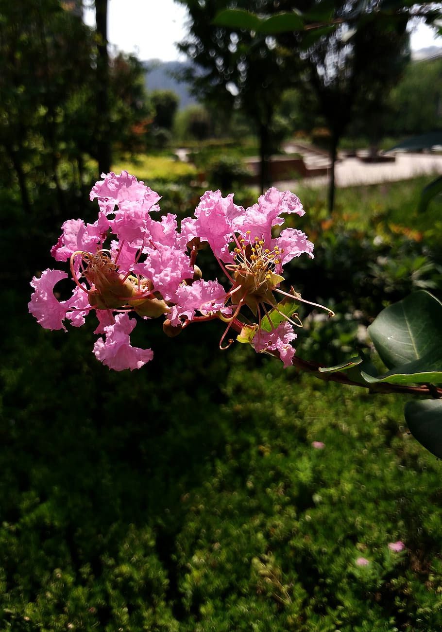 crape myrtle flower, purple, xi'an qujiang, flower, plant, flowering plant, fragility, vulnerability, freshness, beauty in nature