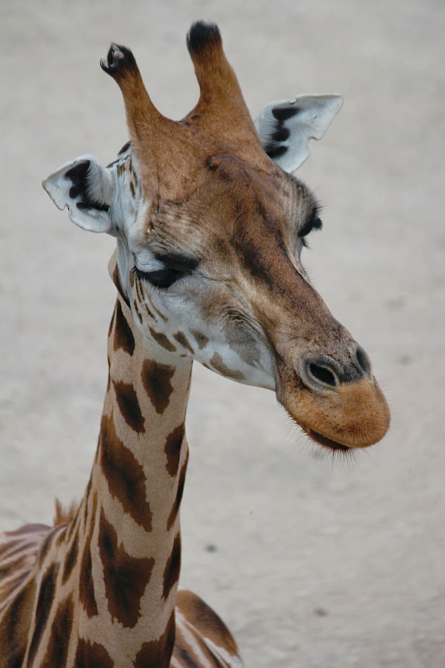 giraffe, head, close up, animal, mammal, wild ginger, african, neck, zoo, animal themes