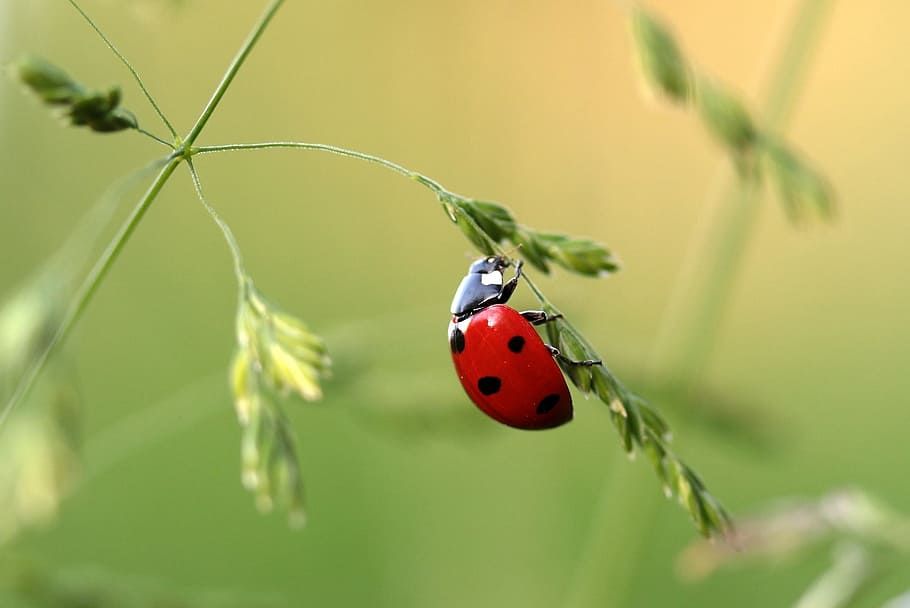 red, ladybug, green, leaf plant, closeup, beetle, coccinellidae, insect, nature, points