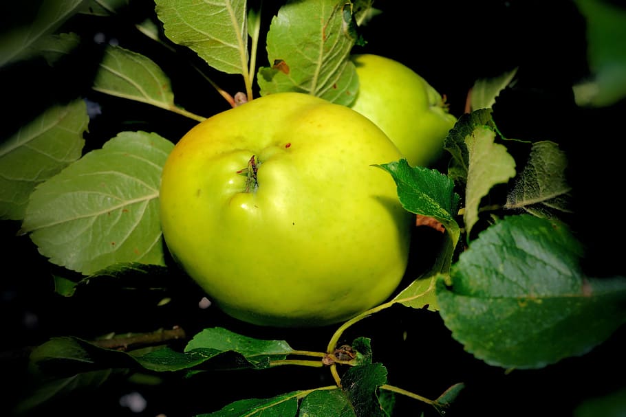 macieira, maçã, verde, fruta, frisch, saudável, vitaminas, outono, pomar, árvore