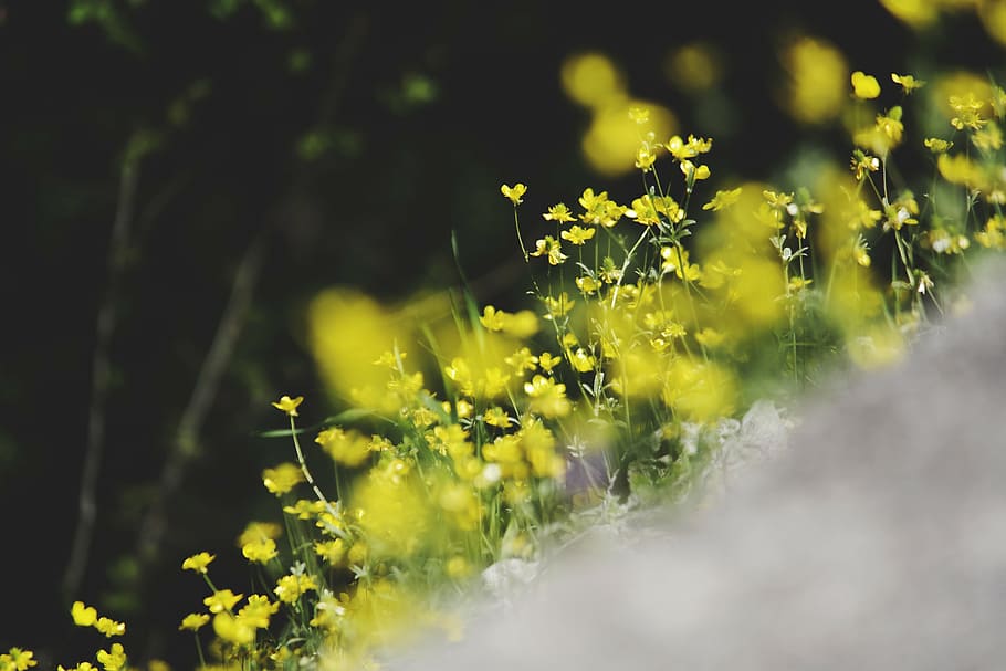 yellow petaled flower, yellow, petaled, flowers, soil, nature, blossoms, branches, bed, field
