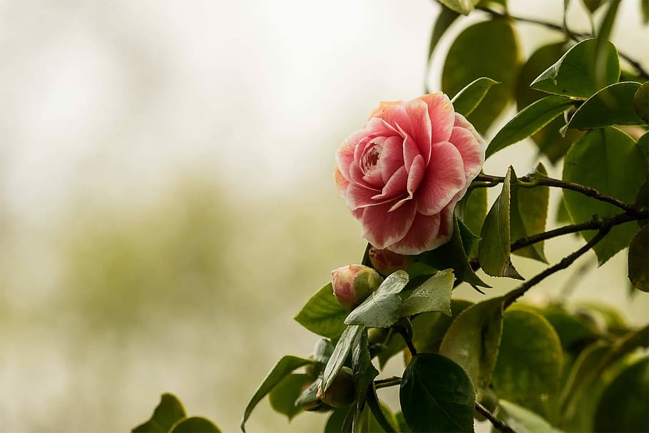 closeup, photography, pink, rose, Camellia, Flower, Nature, Plant, Blossom, bloom