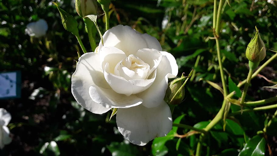 hermosa, blanca, rosa, rosa blanca, flor blanca, rosa hermosa, hermosa flor, suecia, brotes, brote