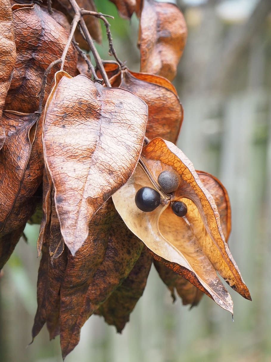 seed, pod, dried, plant, tree, fall, focus on foreground, close-up, day, animal