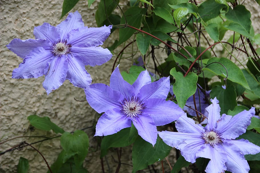 clemátide, clemátide azul, planta trepadora, flores, pétalos, violeta, planta floreciendo, flor, fragilidad, planta