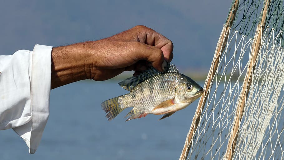 águas, céu, pescador, lago inle, myanmar, peixe, mão humana, mão, pesca, vertebrado