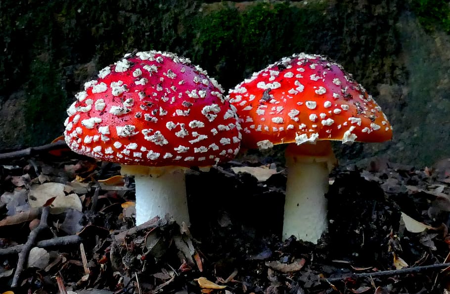 Amanita, Fly agaric, two Fly agaric mushrooms, fungus, mushroom, vegetable, food, fly agaric mushroom, growth, red