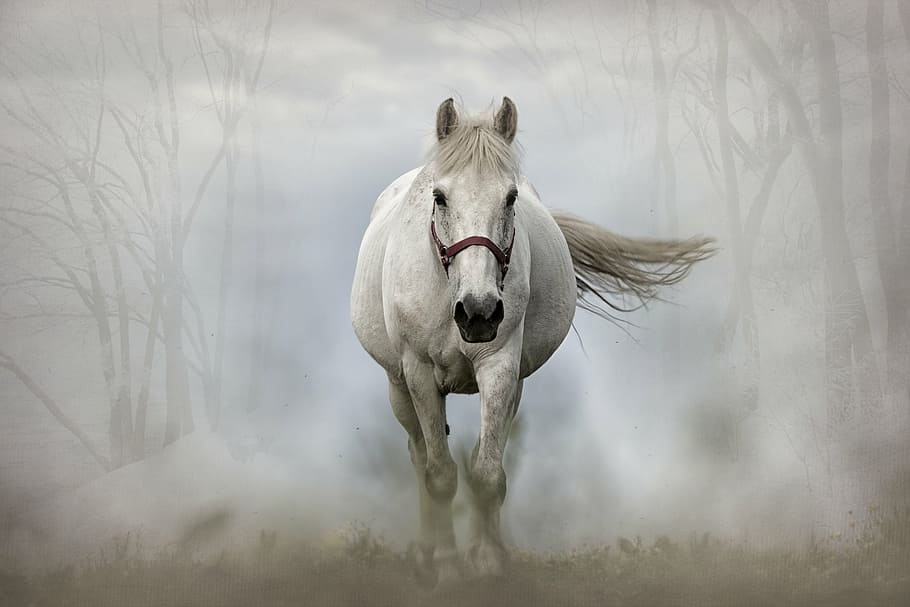 white, horse, running, fog, daytime, mammal, white horse, animal, equine, nature