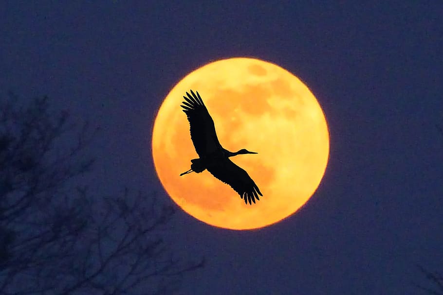 stork, moon, full moon, silhouette, animal themes, bird, animal, animal wildlife, animals in the wild, vertebrate