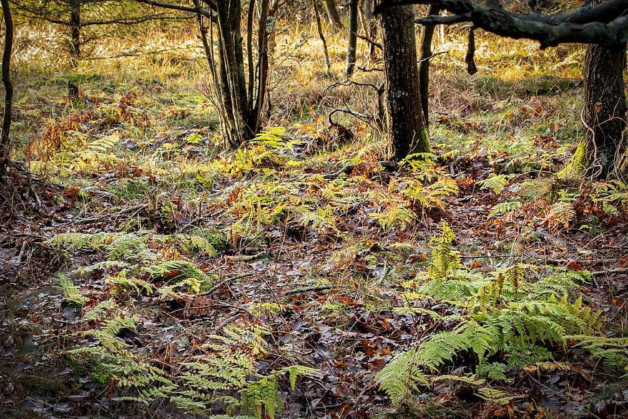 forest, ferns, trees, autumn, forest floor, deciduous, hdr, green, mystery, tree