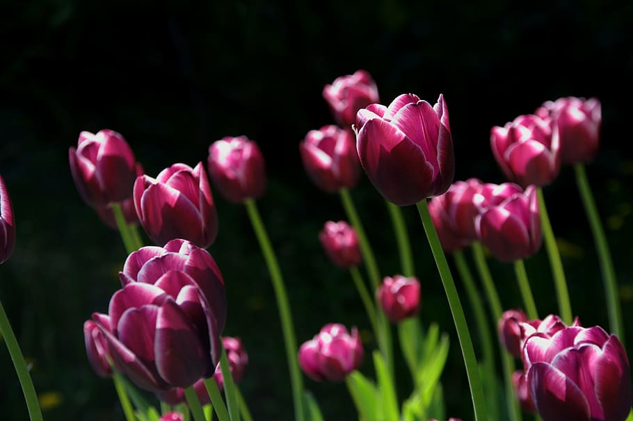 red, purple, flowers, green, stem, spring, flower, tulips, nature, flowering plant