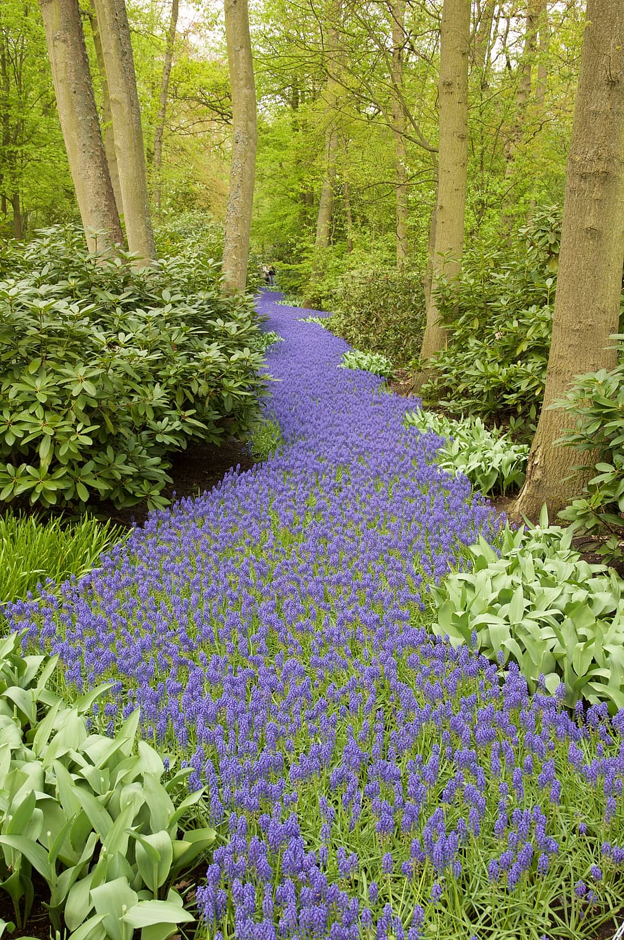 hyacinth, grape hyacinth, forest path, keukenhof, plant, flower, flowering plant, nature, beauty in nature, growth