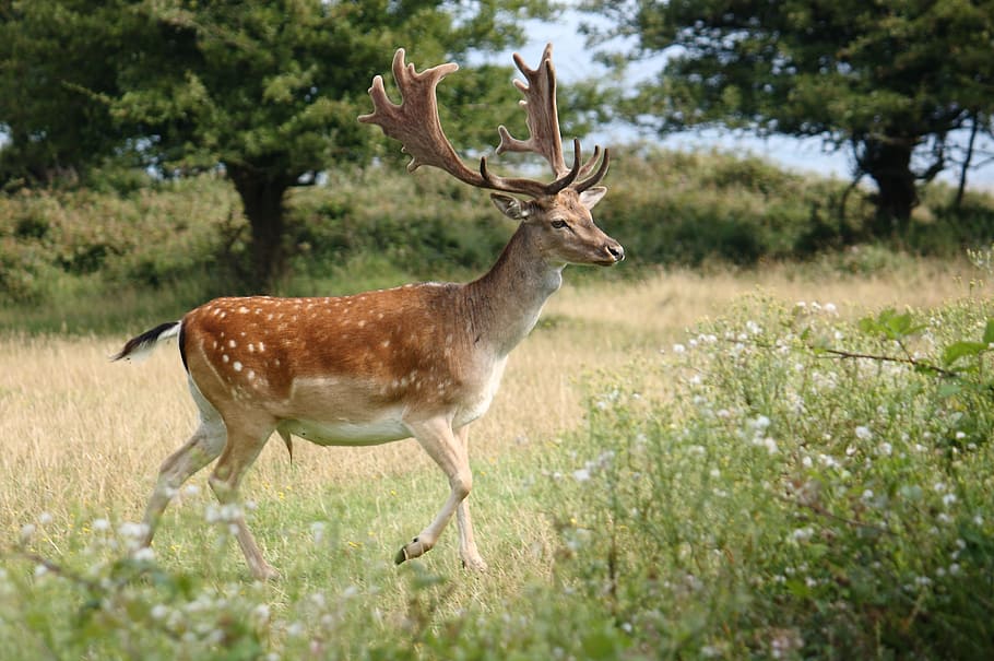 Romsø, Fyn, Fallow Deer, Permainan, mahal, alami, denmark, satwa liar, satu hewan, hewan di alam liar