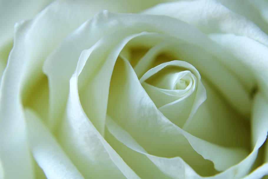mawar, mawar putih, bunga, makro, perasaan, gairah, Latar Belakang, berkembang, mawar bunga, Taman bunga