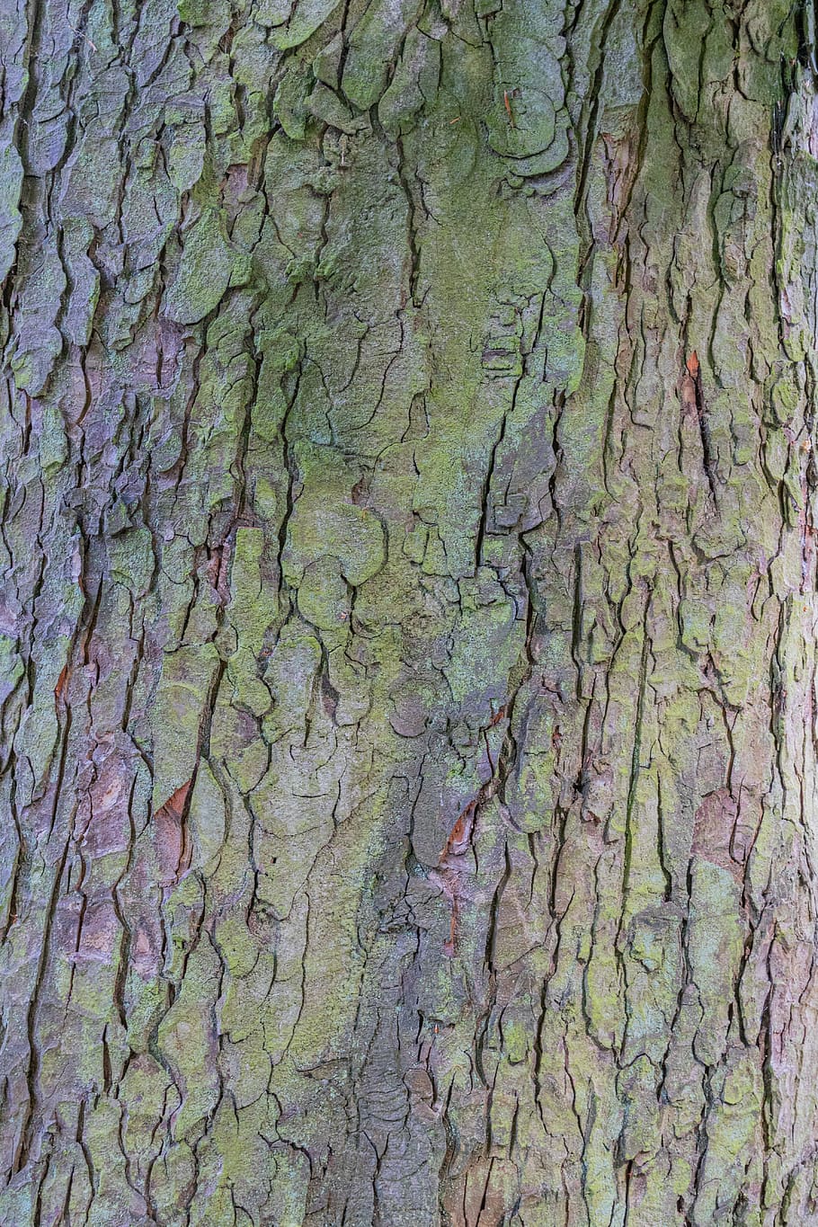 bark, tree, wood, tribe, tree bark, nature, plant, texture, background, pattern