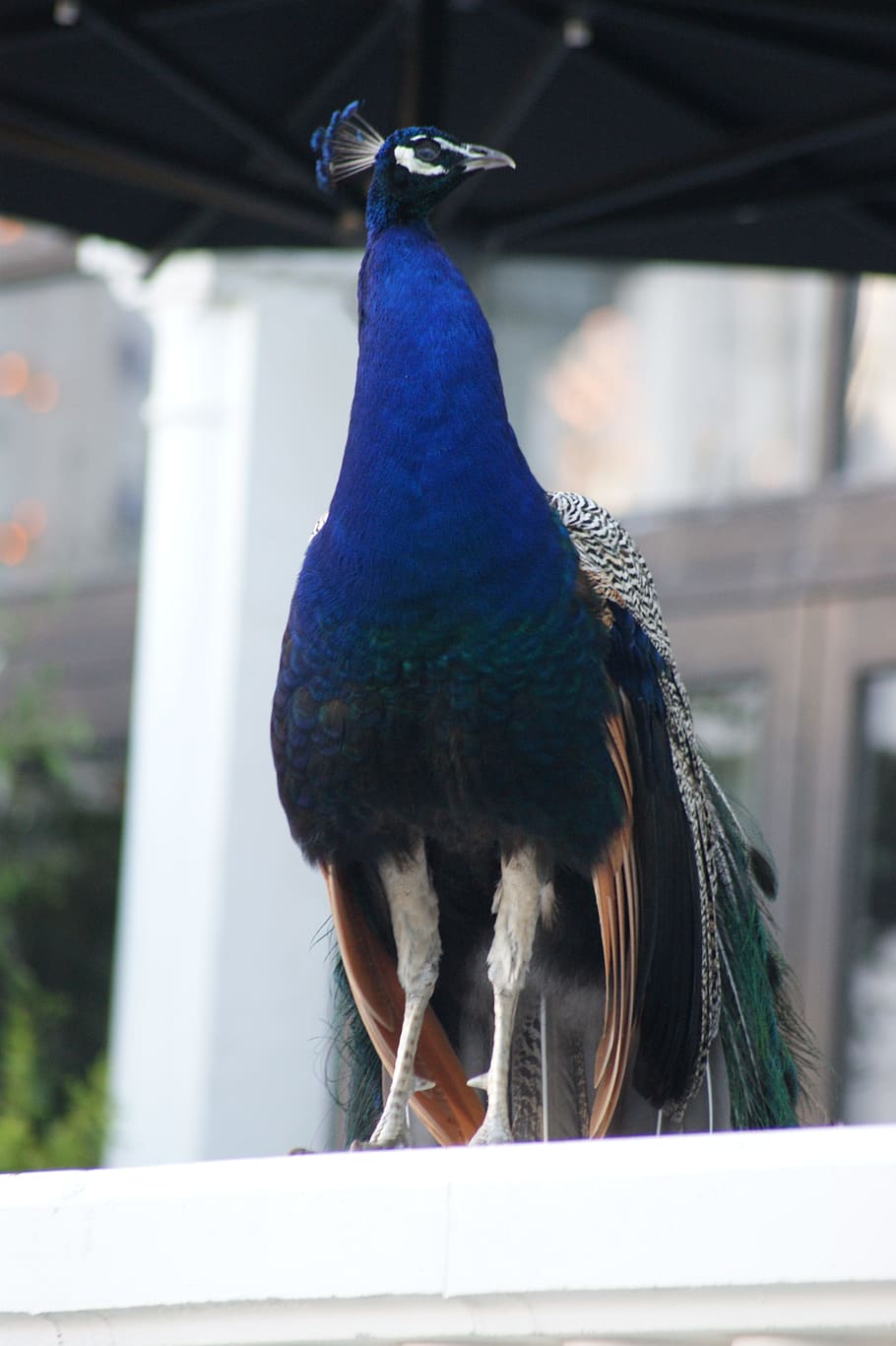Peacock, Bird, Proud, Tivoli, Zoo, Park, zoo, park, garden, violet, one animal