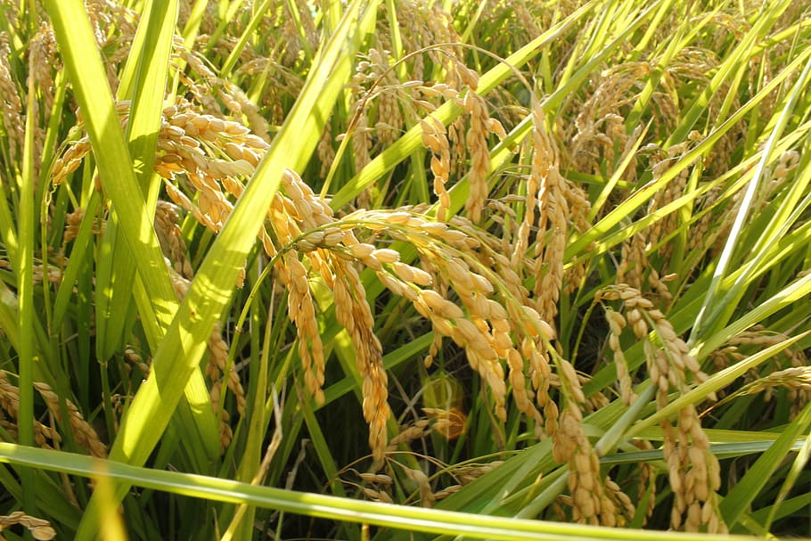 茶色の小麦, 米, ppt背景, 分隊のコレクション, 緑の色, 植物, 草, 成長, 自然, クローズアップ