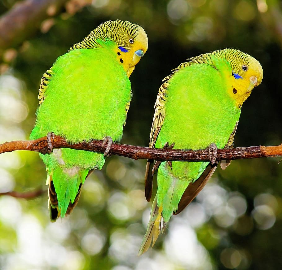 selective, photography, two, green, birds, Budgerigars, Green, Green, Green Bird, together, feather