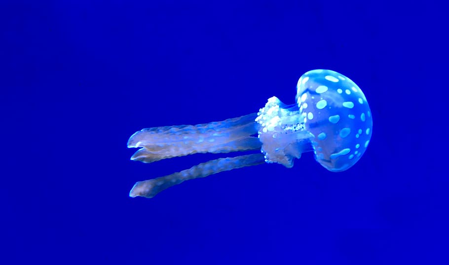 underwater, jellyfish, nature, swimming, aquarium, white, aqua, blue, toronto, ripleys