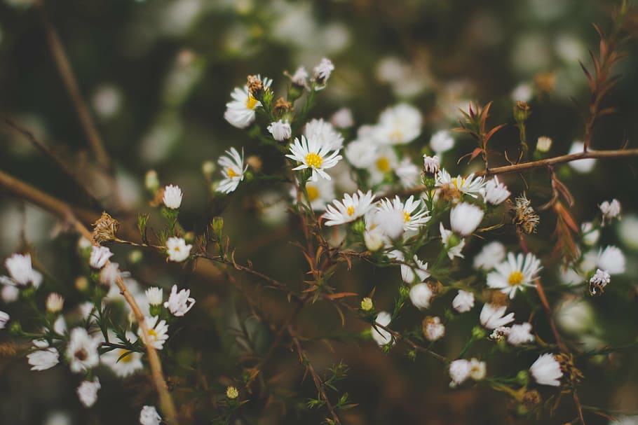 white flowers, garden, daisy, flower, plants, flowers, nature, growth, blossom, fragility