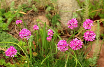 Página 35 | Fotos flores rosadas florecientes libres de regalías | Pxfuel