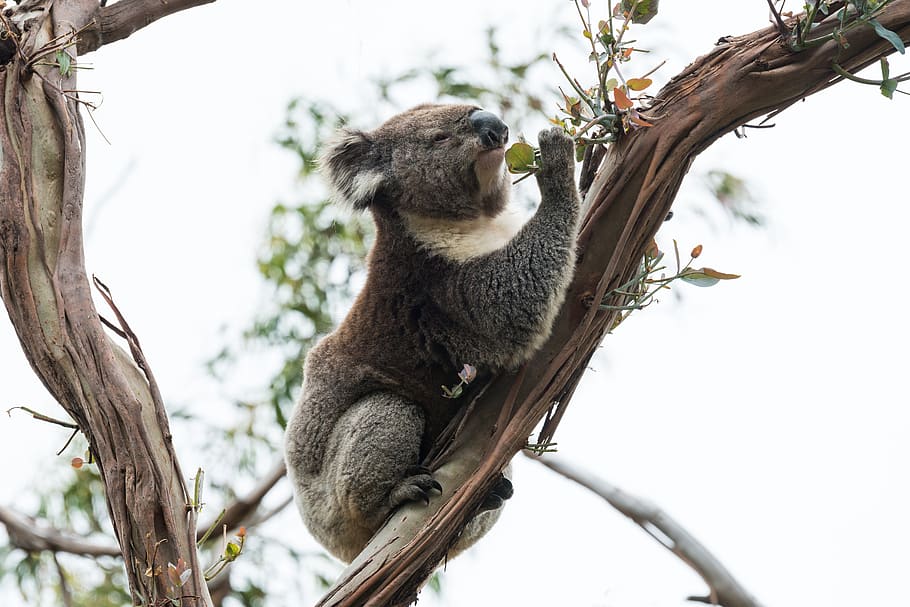 koala, australia, wildlife, australian, marsupial, nature, animals, wild,  tree, gumtree | Pxfuel