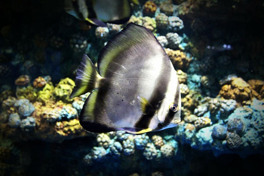 grey, black, tang fish, closeup, photography, fish, aquarium, srisaket, thailand, tunnel