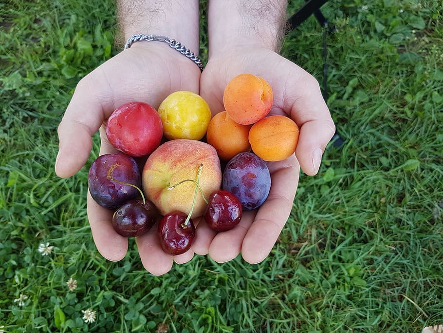 果物, 夏の果物, 桃, アプリコット, チェリー, プラム, 赤, 色, 栄養, 鮮度