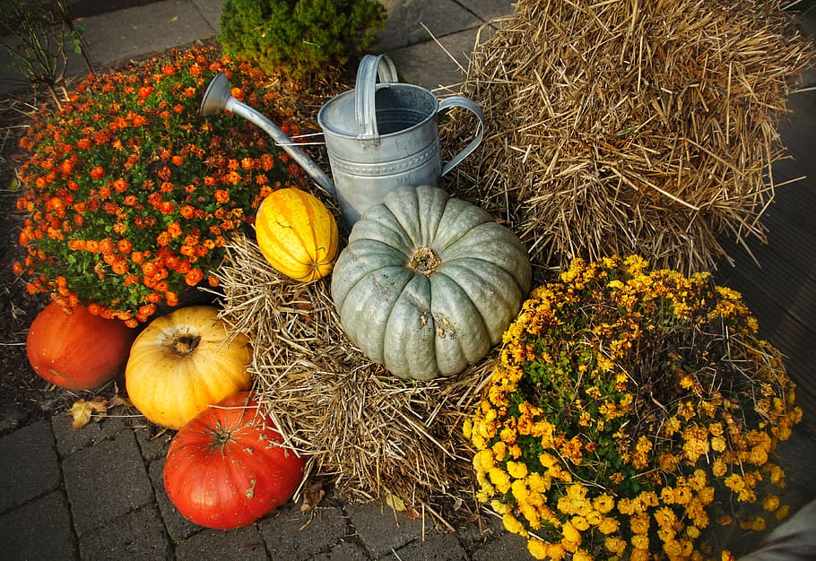 acción de gracias, calabazas, halloween, paja, otoño, cosecha, fruta, comida, comer, campos