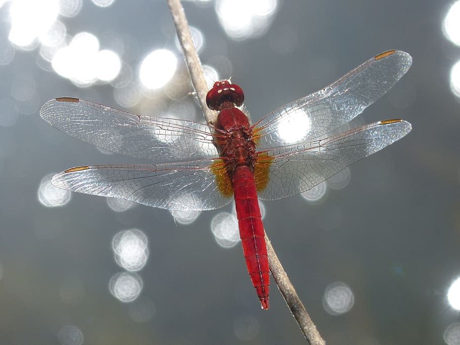 red, winged, insect, Dragonfly, Winged Insect, red dragonfly, erythraea crocothemis, stem, wetland, close-up