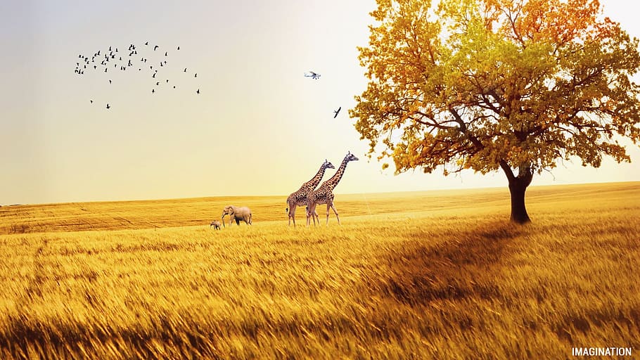 two, giraffe, walking, grass field photo, fields, elephant, bird, nature, african, animal