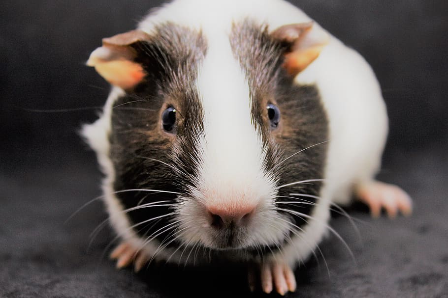 guinea pig, sweet, cute, nager, small, pet, rodent, animal, smooth hair, young animal