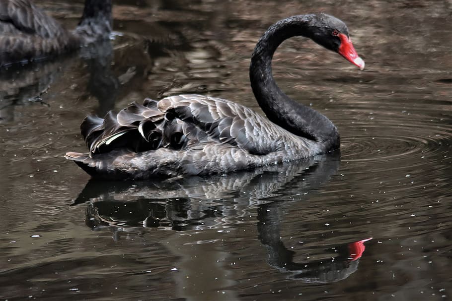 black, swan, reflection, nature, animal, bird, elegant, lake, swim, water