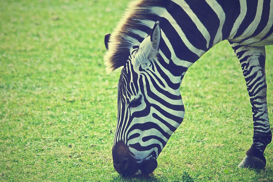 zebra, binatang, surai, rumput, makan, tema hewan, hewan, satwa liar hewan, menanam, satu binatang
