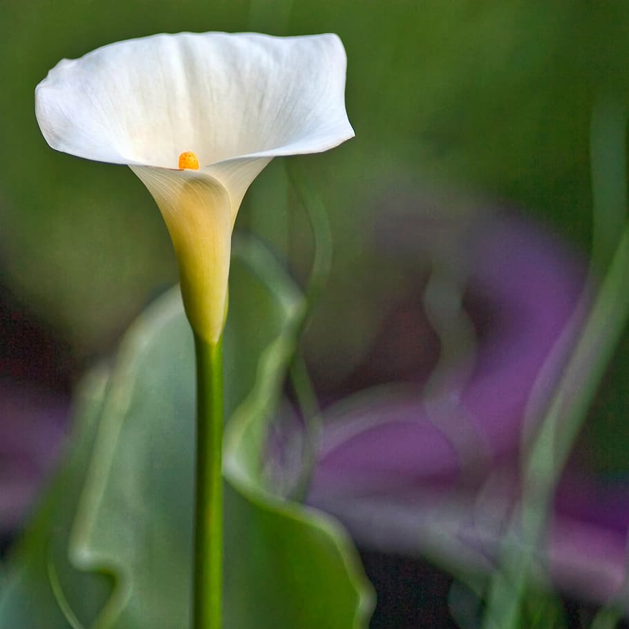 white peace lily, zantedeschia, aethiopica, calla, arum, lily, striking, white, flower, tuberous