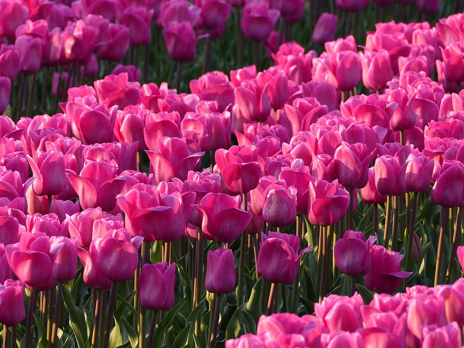 campo de flores de tulipán, durante el día, fotografía de paisaje, tulipanes, bulbo, rosa, tulipán, campos, bulbos, campos de tulipanes