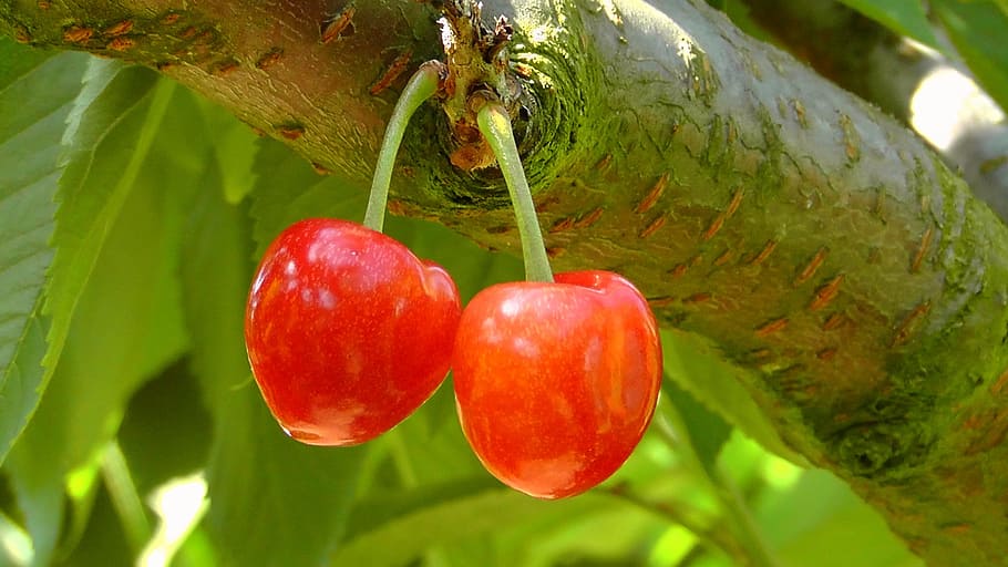 red fruits, cherries, cherry, red, the fruits of the, tree, sweet, nature, two, pair
