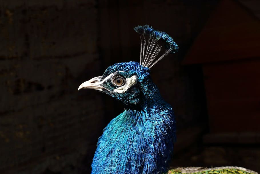 close-up photo, blue, peacock, head, peafowl, profile, feather, color, colorful, beak