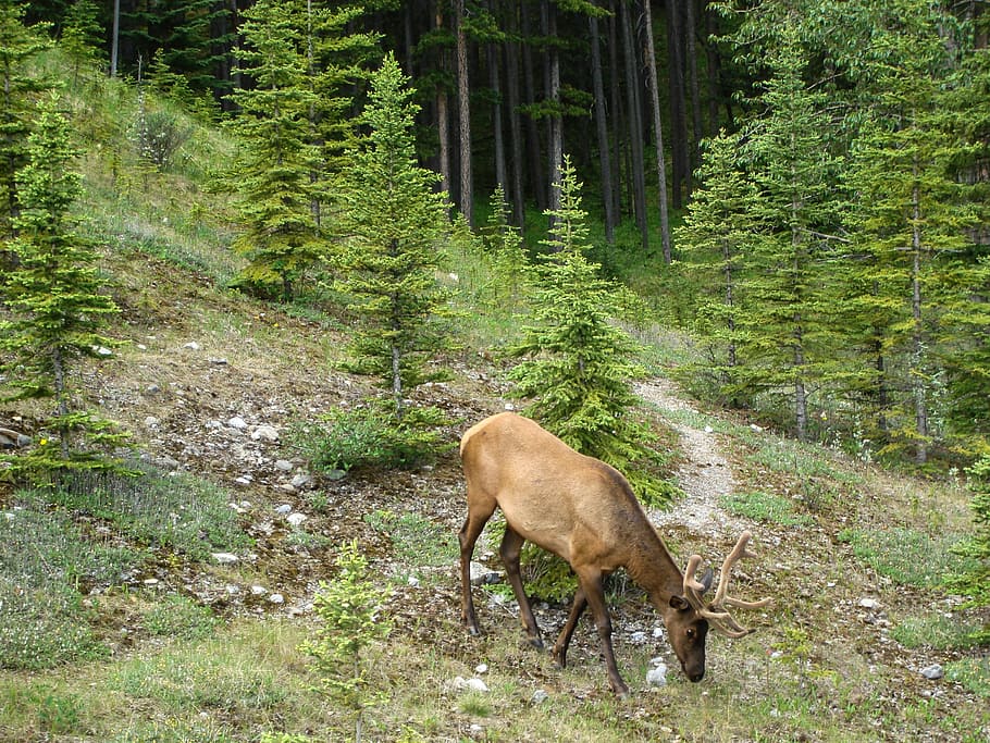 elk, velvet, horns, jasper, alberta, canada, wildlife, animal, forest, banff