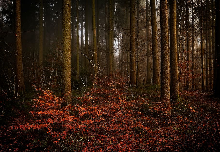 landscape photography, forest, trees, woods, plants, nature, outdoor, adventure, autumn, fall