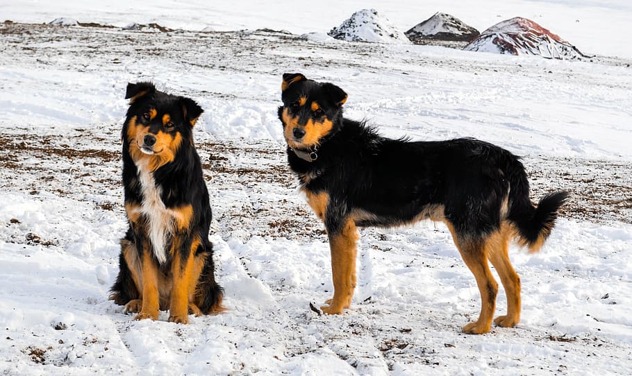 two, medium short-coated, tan, black, dogs, dog, winter, pet, animal, nature